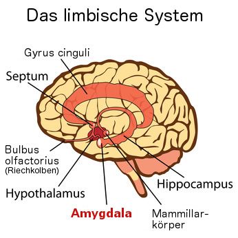 Amygdala im limbischen Gehirn